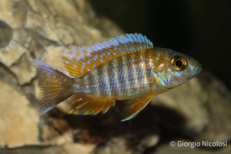 Aulonocara jacobfreibergi 'Cape Maclear'